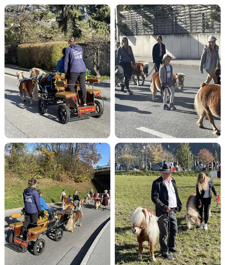 Mini Pony Tyrol bei einer gemeinsamen Aktivitaet